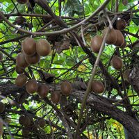 キウイ,キウイ,ツワブキ,実家の裏庭,父が遺したものの画像