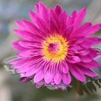 熱帯スイレン,熱帯スイレン,熱帯睡蓮 ピンクパール,熱帯睡蓮　ブルズアイ,熱帯睡蓮　ジューンアリスンの画像