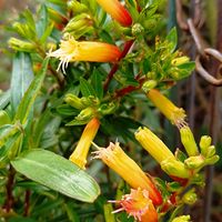 クフェア,クフェアメルビラ,クフェア メルビラの画像