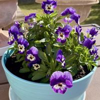 パンジー,フレンチラベンダー,ピオラ,ジャノメエリカ(蛇目エリカ),幸せ気分✨✨✨の画像