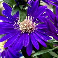 ペチュニア,友禅菊,ＧＳの花友さんに感謝,花との出会いを咲かせたい,ベランダの画像