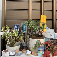 シコンノボタン,プレクトランサス,白い花,今日のお花,キュンキュン乙女倶楽部の画像