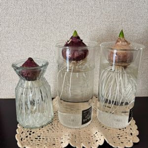 ヒヤシンス,シンゴニウム・シュリンクハート,水耕栽培,リビング,花のある暮らしの画像