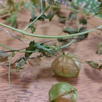 フウセンカズラ,フウセンカズラ,晩年の？フウセンカズラ,かごめかごめ,メビウスの輪の画像