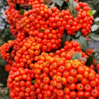 ウメモドキ,ピラカンサ,クロガネモチの画像