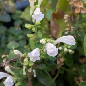 山野草,スマホ撮影,棚の画像