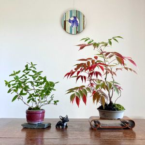 スイカズラ,スイカズラ,ハゼ,ハゼ,夏蔦の画像