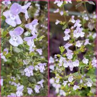 カラミンサ,鉢植え,可愛らしい,花のある暮らし,小さい花の画像