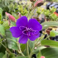 カキツバタ,シコンノボタン,パンジー・ビオラ,リンドウ,パンジーの画像