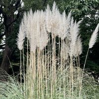 パンパスグラス,公園,多年草,素敵な出会いに感謝,穂状花序の画像