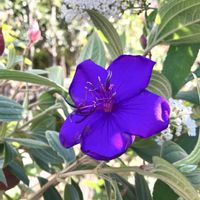 シコンノボタン,シコンノボタン,ブッドレア,ブッドレア,うえたビオラ・パピヨンワールドの画像