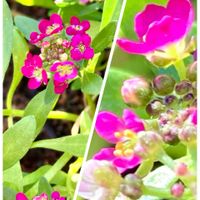 アリッサム,キク,フウセンカズラ,ビオラ,シシトウの画像