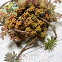 エケベリア,ブロウメアナ,多肉植物 寄せ植え,紅葉祭り,紅葉する多肉の画像