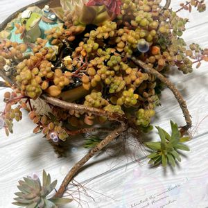 エケベリア,ブロウメアナ,多肉植物 寄せ植え,紅葉祭り,紅葉する多肉の画像