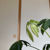 シェフレラ,アロカシア・ブラックベルベット,観葉植物,ホームセンター出身,ウコギ科の画像