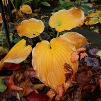 ギボウシ,ギボウシ（ホスタ）,ホスタ（ギボウシ）,半日陰,葉っぱの画像