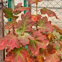 カシワバアジサイ,紅葉（こうよう）,私の庭の画像