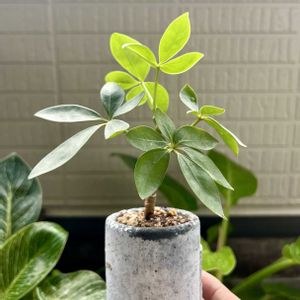 シェフレラ,カポック,カポック(シェフレラ),観葉植物,植え替えの画像