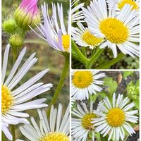 パンジー,ヒメジョオン,GSのみなさんに感謝♡,復興祈願,平和を願う☆の画像