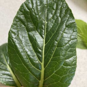 小松菜,小松菜,100均,比較,家庭菜園奮闘日記の画像