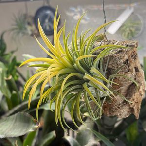 チランジア,イオナンタ,エア プランツ,イオナンタ ドルイド,花芽の画像