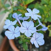 キンギョソウ,シクラメン,フウセンカズラ,ポインセチア,ルリマツリの画像