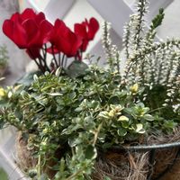 タイム,ガーデンシクラメン,カルーナ,斑入りタイム,寄せ植えの画像