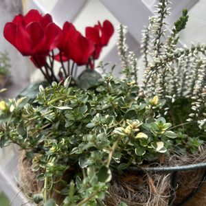 タイム,ガーデンシクラメン,カルーナ,斑入りタイム,寄せ植えの画像