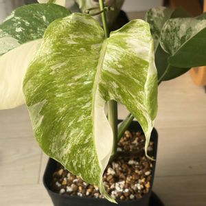 モンステラ,斑入りモンステラ,モンステラ ホワイトタイガー,熱帯植物,緑のある暮らしの画像