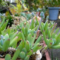 乙女心,万宝,万宝,セネキオ 万宝,多肉のお花の画像