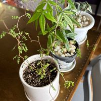 パキラ,ソフォラ　リトルベイビー,アイビー（ヘデラ）の画像