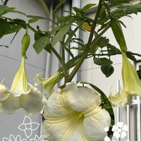 エンジェルストランペット,エンジェルストランペット,キダチチョウセンアサガオ,キダチチョウセンアサガオ,鬼柚子の画像