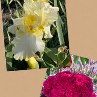 ケイトウ,ジャーマンアイリス,京都府立植物園の画像