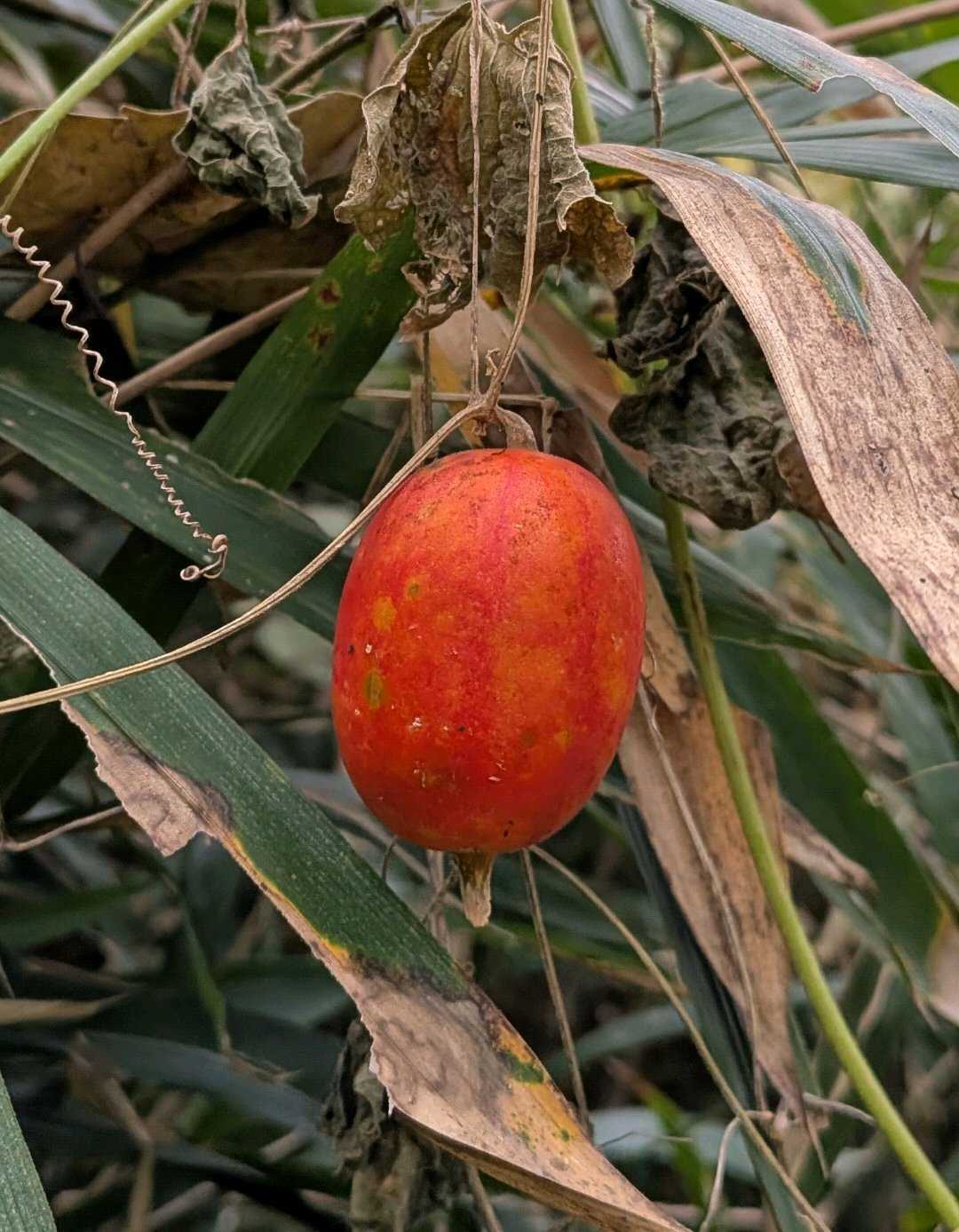 カラスウリの投稿画像 by 醜男さん｜雑草と山野草と野草と山草と烏瓜と
