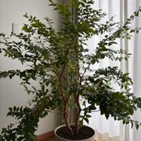 ジャボチカバの画像