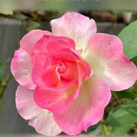 シコンノボタン,ホトトギス,シモツケ ,マチルダ,スパイダーリリーの画像