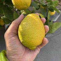 バナナ,レモン,レモン アレンユーレカ,バナナ ドワーフナムワの画像