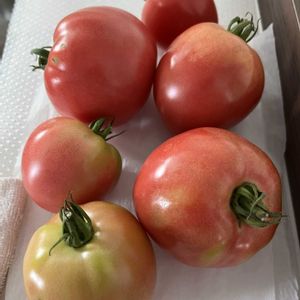 トマト,トマト栽培,ふぞろいの……,ふぞろいのトマト達,美味しいかったトマトの画像