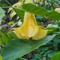 チョウセンアサガオの画像