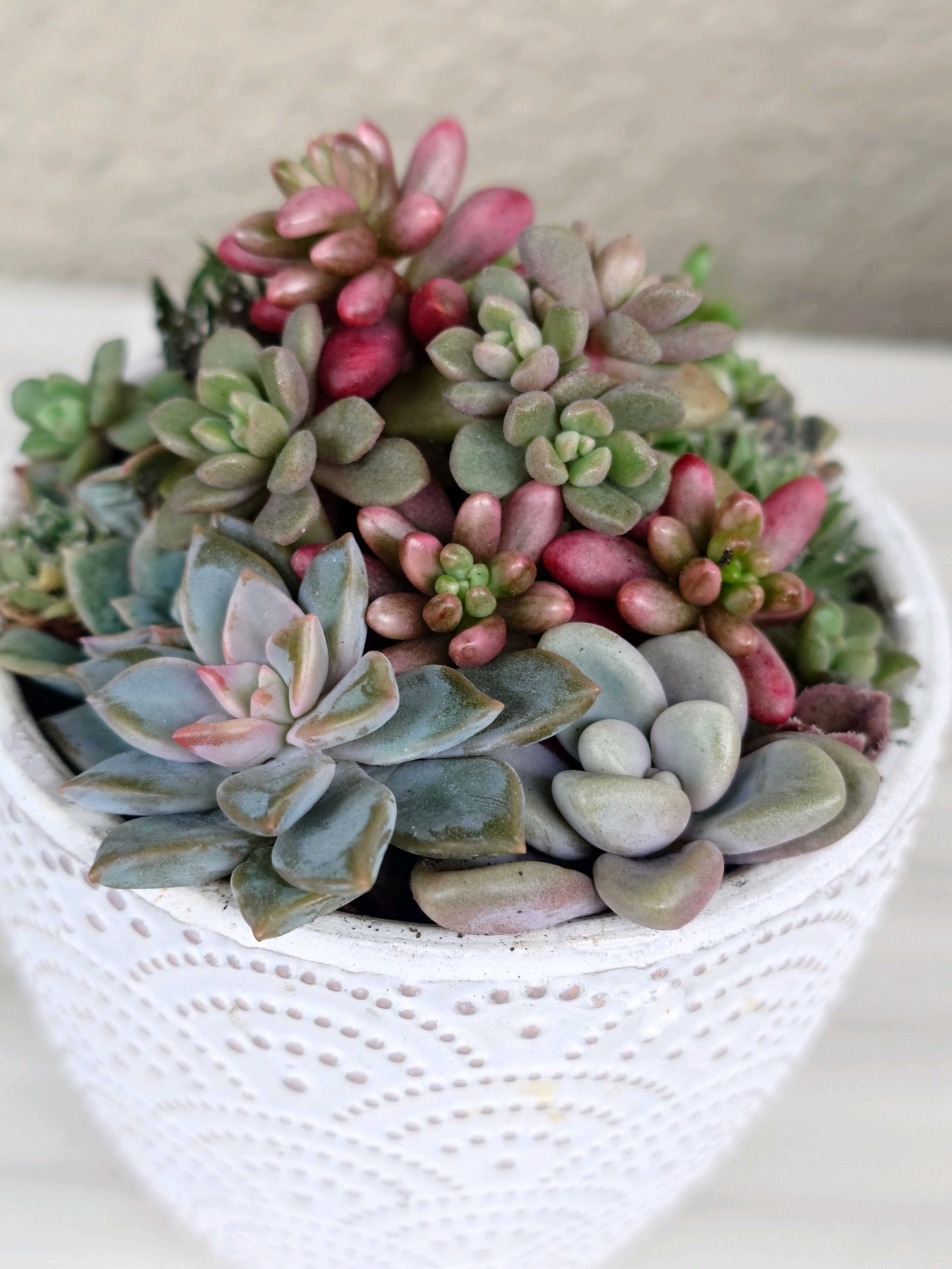 ちまちま寄せの投稿画像一覧｜🍀GreenSnap（グリーンスナップ）