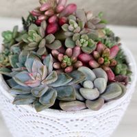 セダム属,多肉寄せ植え,エケベリア属,ベランダガーデニング,多肉多肉多肉の画像