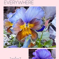 アリッサム,アリッサム,ノボタン,ハボタン,ルリマツリの画像