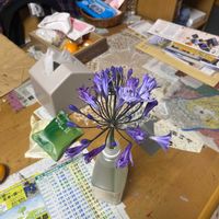 アガパンサスの画像