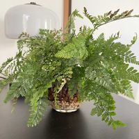 トキワシノブ,ダバリア　ラビットフッド,多肉植物,観葉植物,ハイドロカルチャーの画像