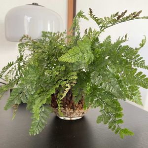 トキワシノブ,ダバリア　ラビットフッド,多肉植物,観葉植物,ハイドロカルチャーの画像