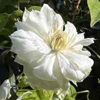 クレマチス,レンゲソウ,テッポウユリ,かわいい,癒されるの画像