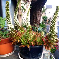 ツメレンゲの画像