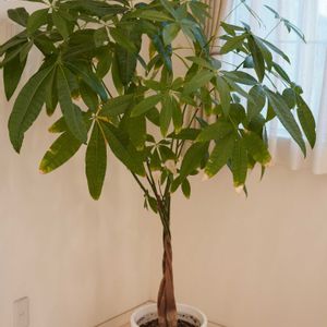 パキラ,観葉植物,アオイ科,窓際,植木鉢の画像