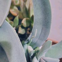 神刀,クラッスラ 神刀,↓,↓の画像