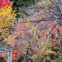 アオキ,モミジ,モミジ,リキュウバイ,イチョウの画像